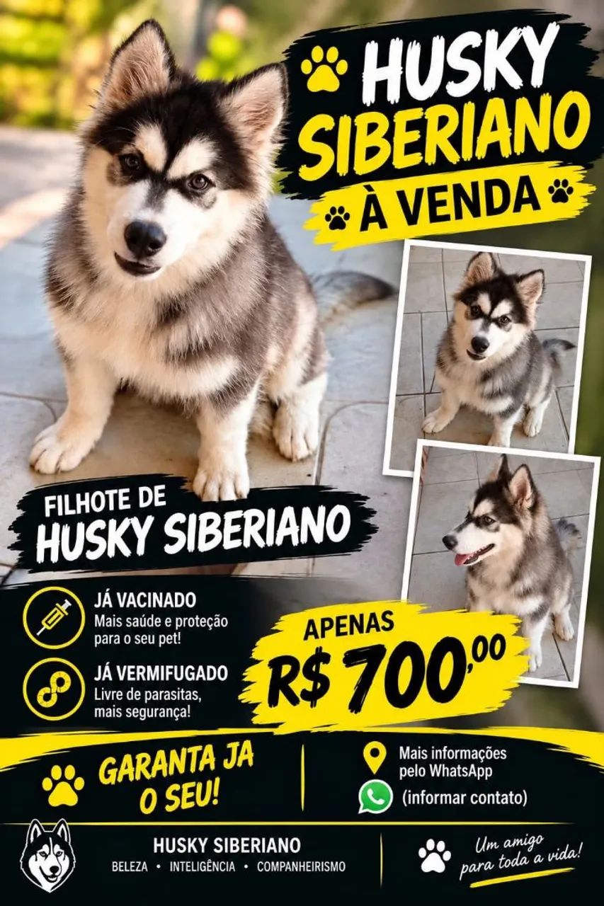 Husky Siberiano 