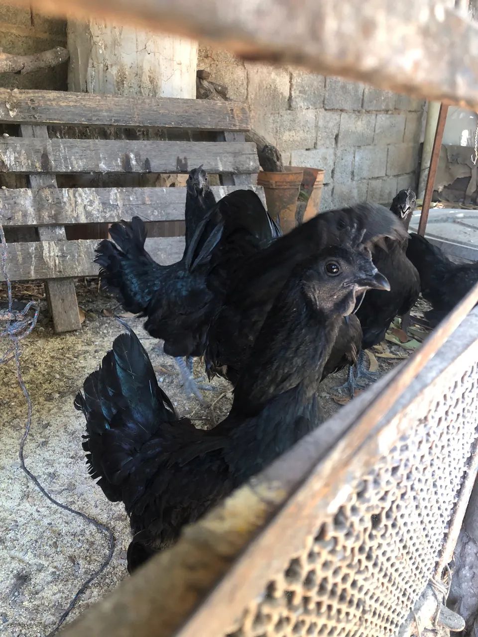 Galinha ayam cemani  - Foto 4