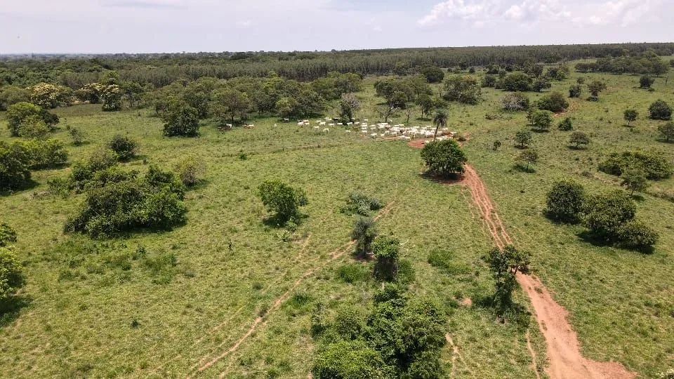 Sitio em Três Lagoas  - Foto 5