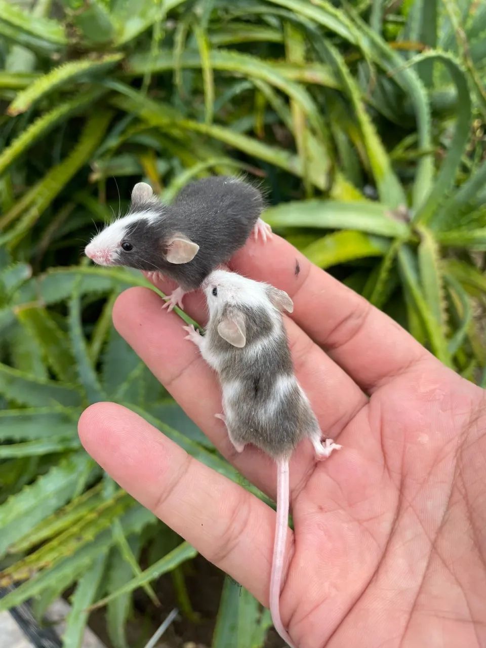 Camundongo/ Dongo - Foto 2