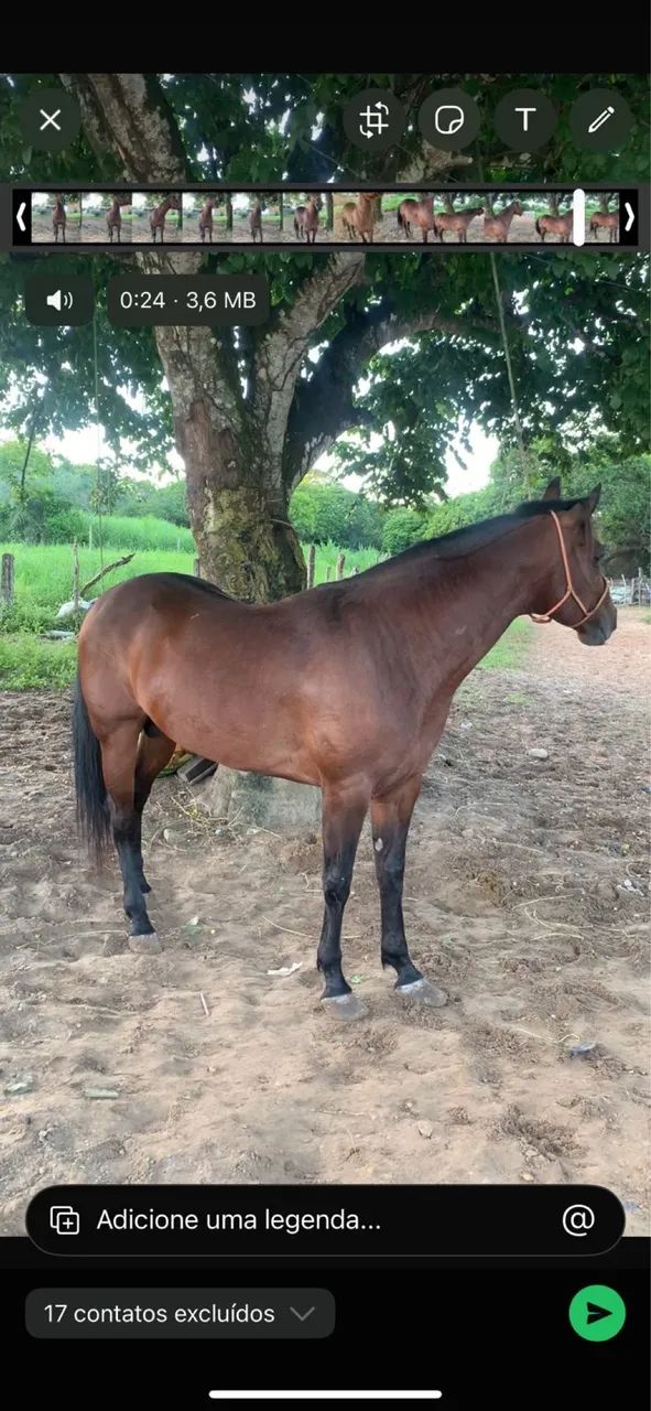 Cavalo de vaquejada