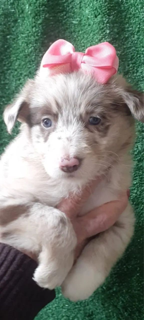 Filhote boder collie  - Foto 3