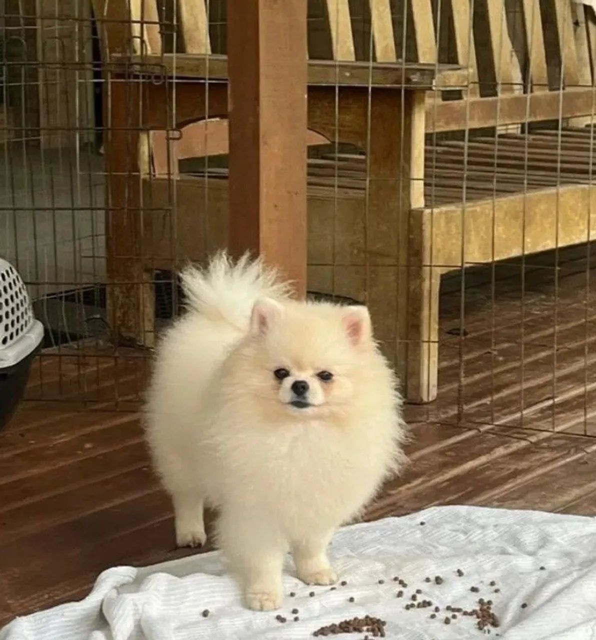 Lulu pomerania. 