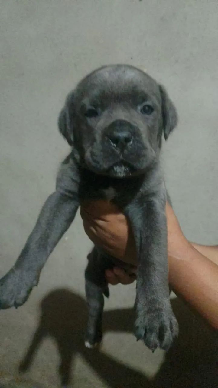 Cane corso - Foto 4