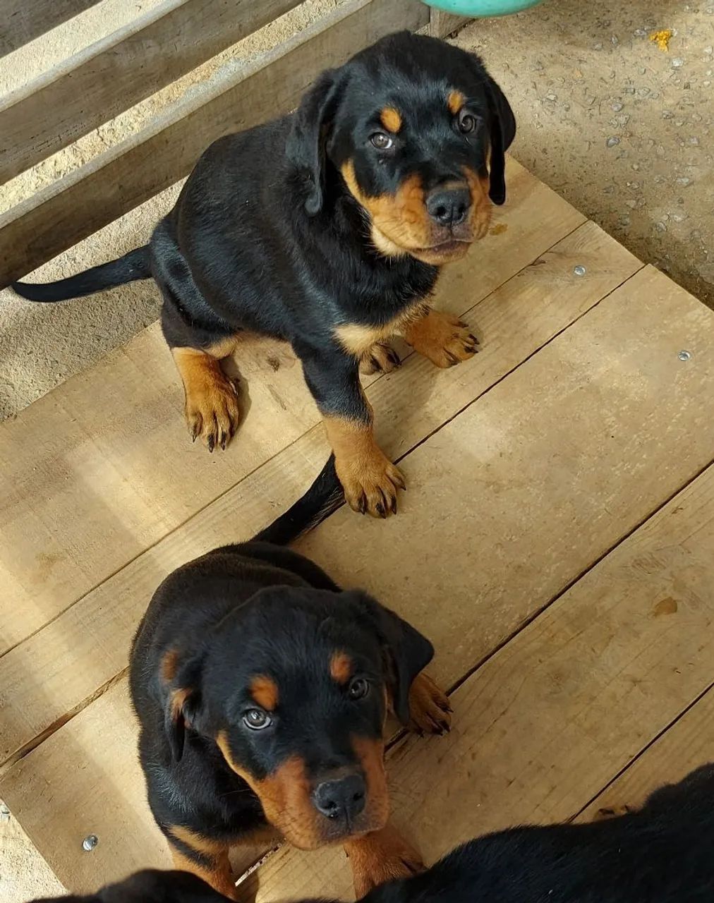 FILHOTES ROTTWWEILER