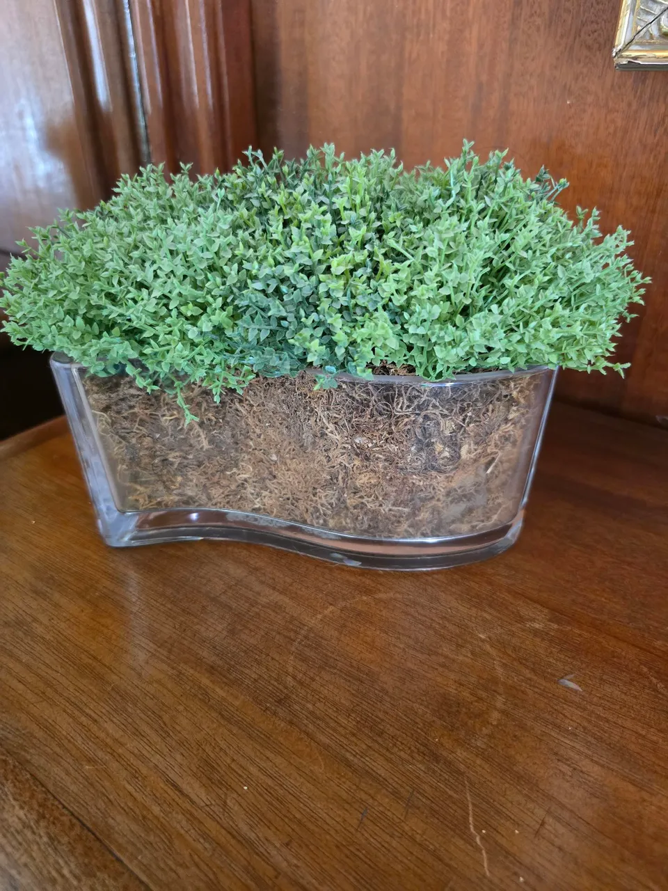Bonsai de Ameixa Suzana 8 anos - Jardinagem e Plantas - Rebouças