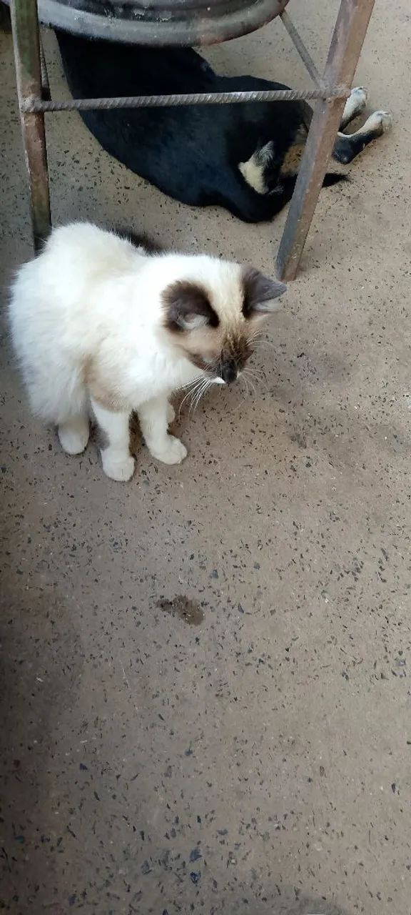 Doa-se essa gatinha  - Foto 5