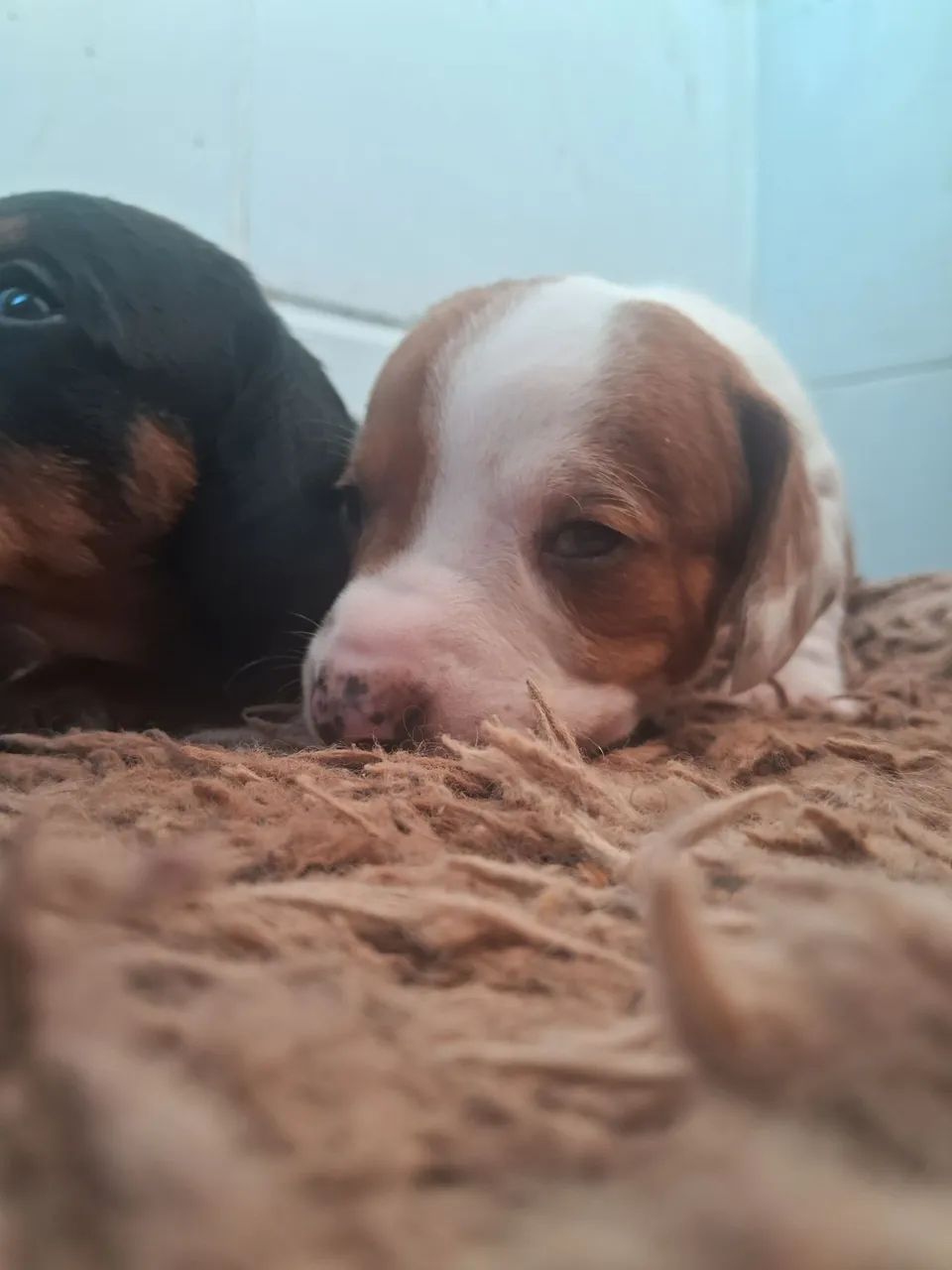 Basset dachshund  - Foto 4
