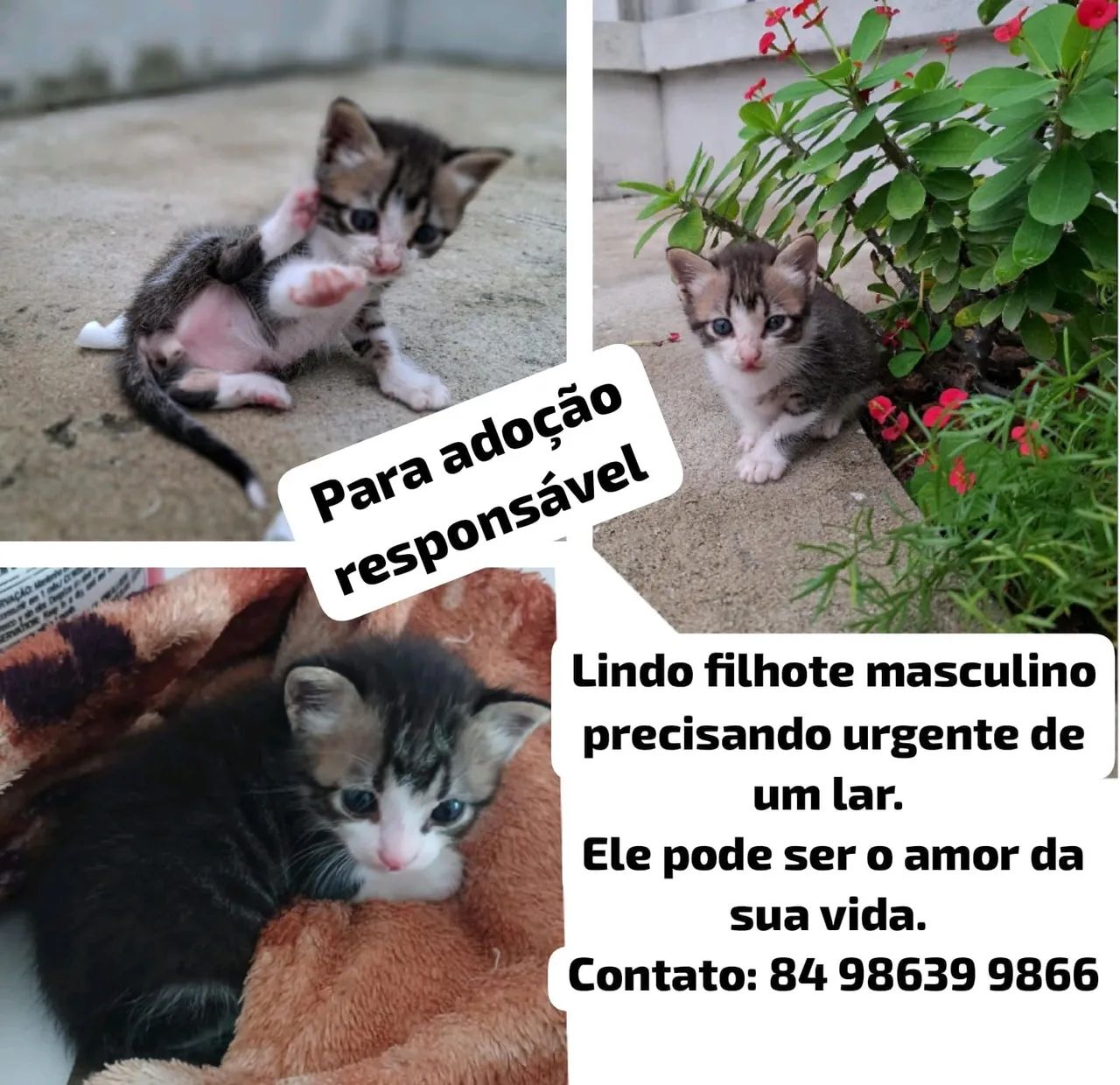 Doação responsável 