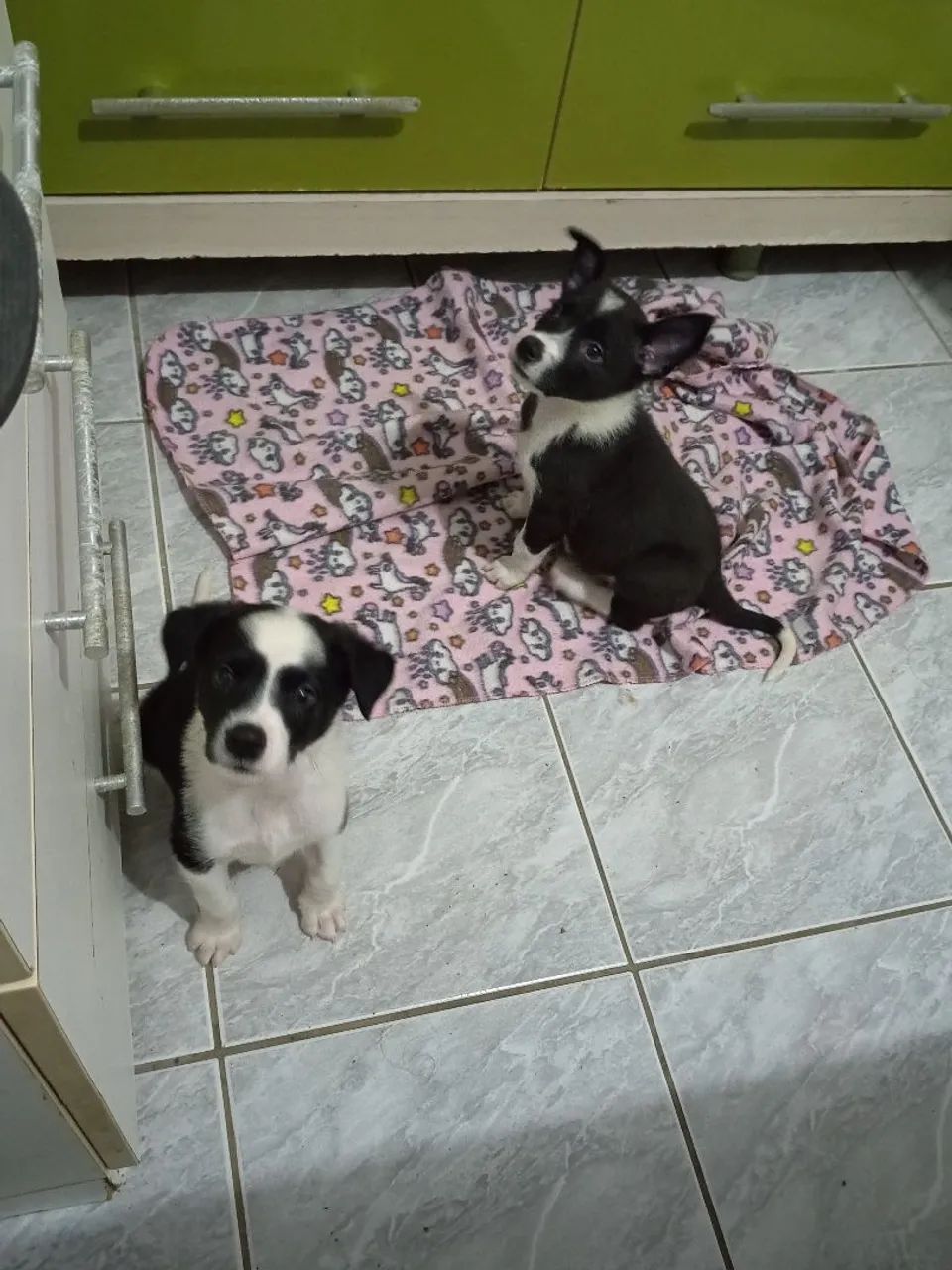 Filhotes de Border Collie  - Foto 3
