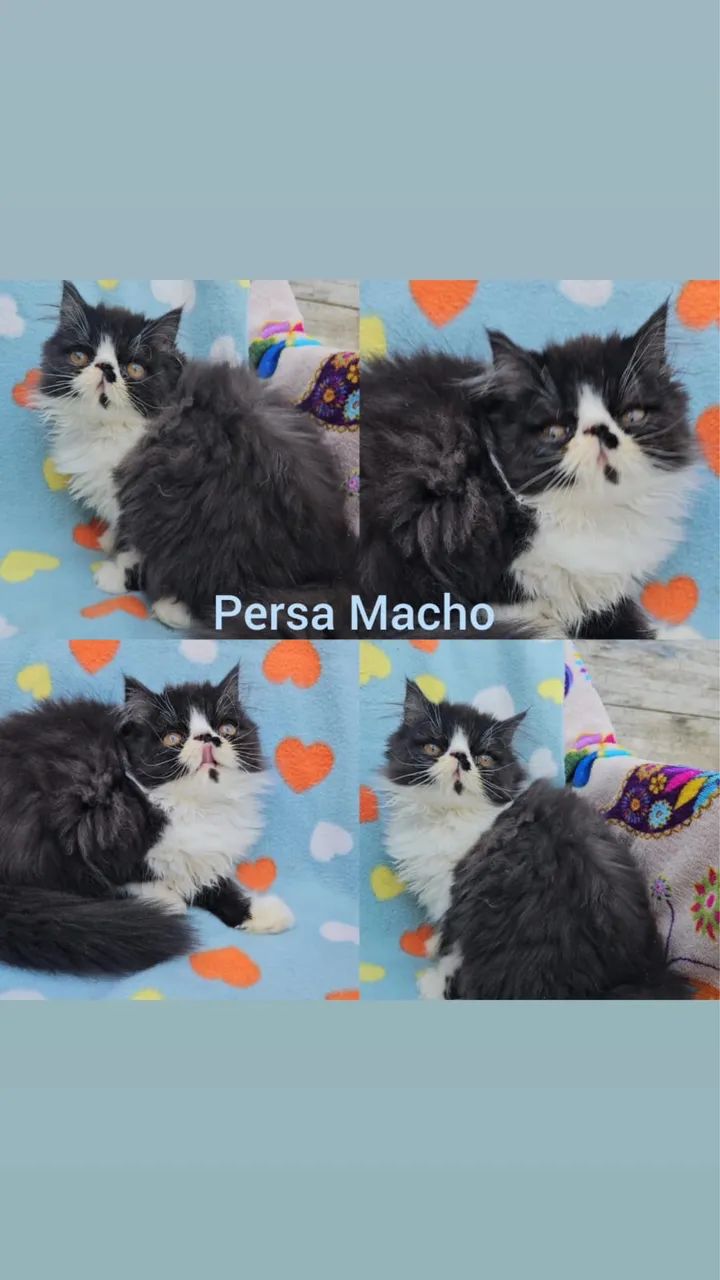 Persas, Exóticos e Himalaios Filhotes - Gatil BSB Cat - Foto 3