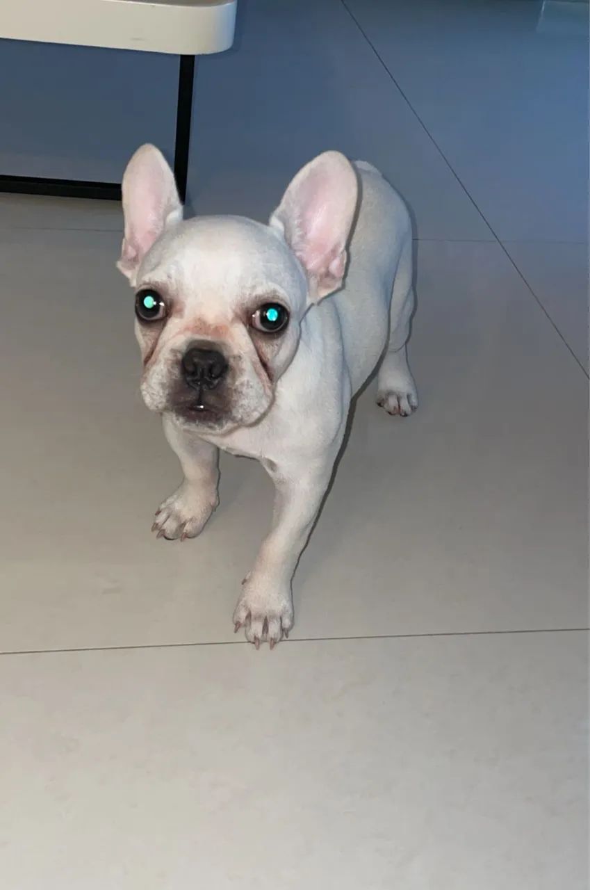 Bulldog Francês  - Foto 4