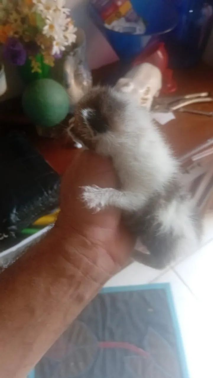 Gatinha para doação  - Foto 2
