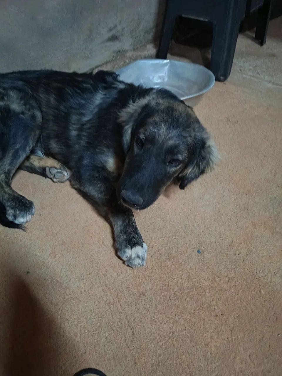 Doação de cachorrinho  - Foto 2
