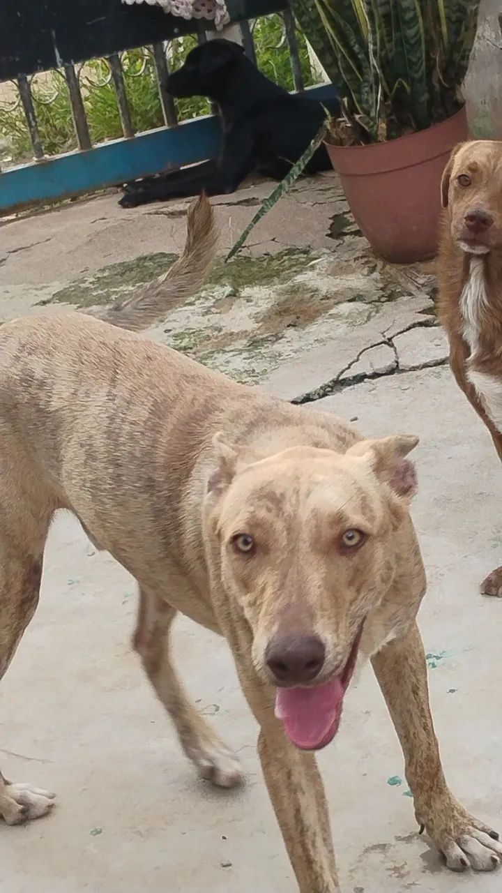 Cachorros para adoção Consciente  - Foto 2