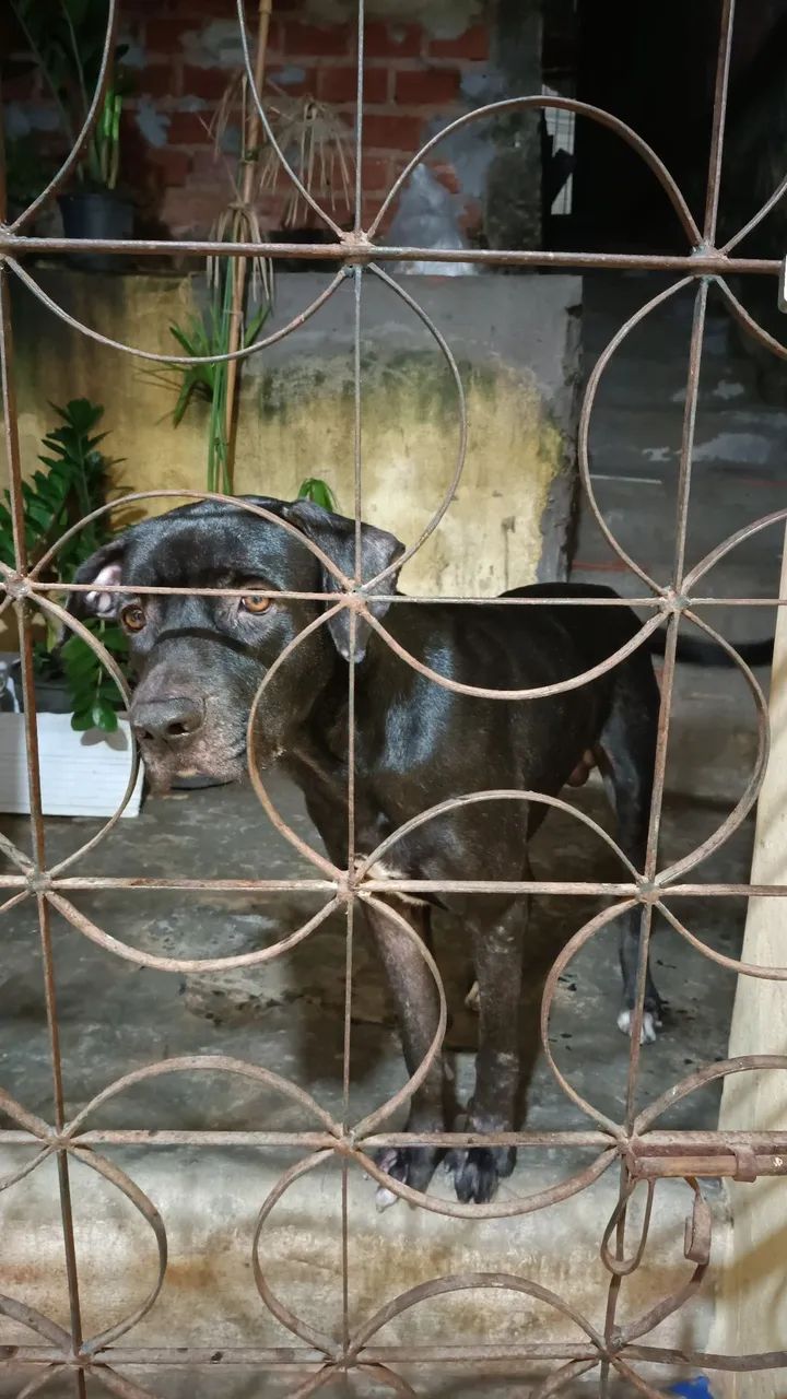 Cachorro para doar - Foto 4