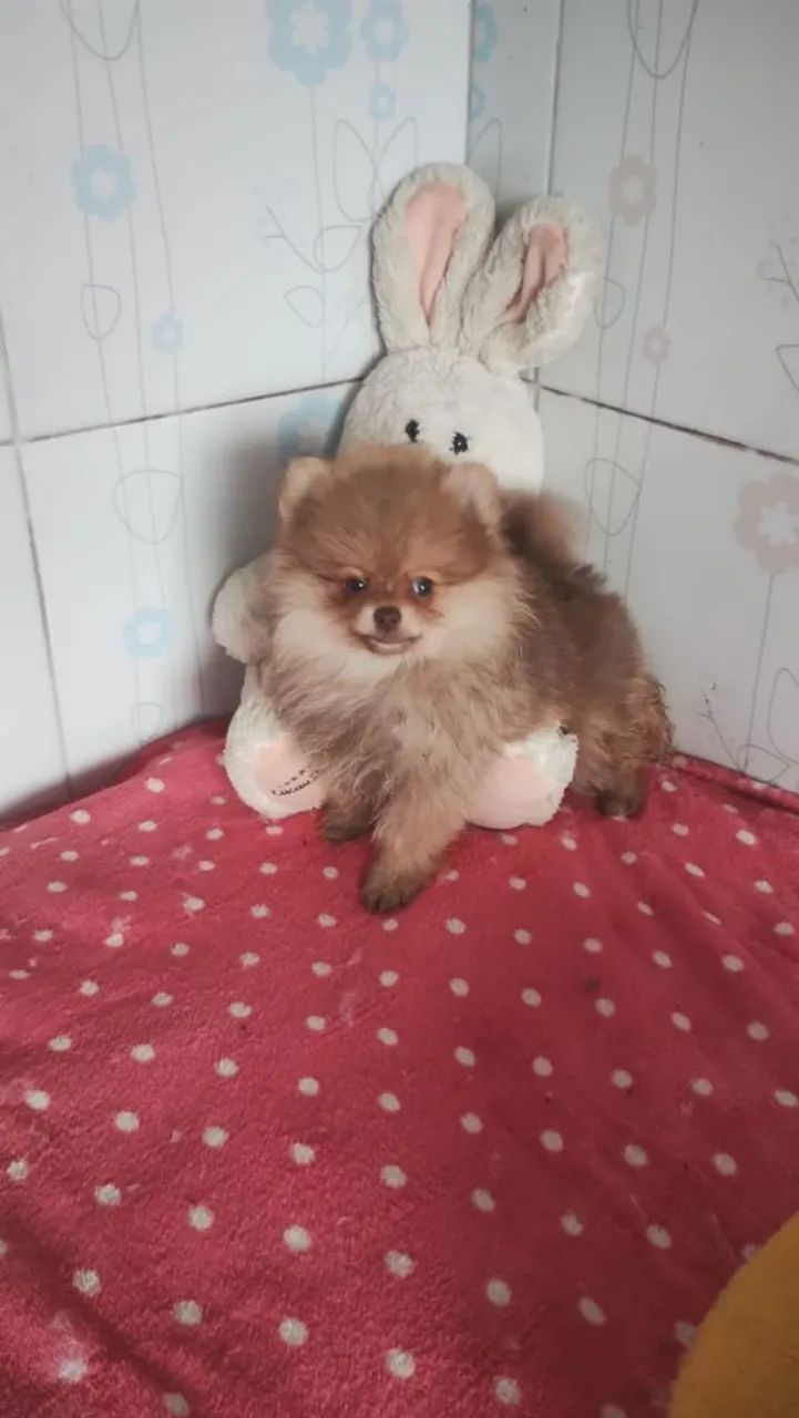 Spitz alemão anão  - Foto 3