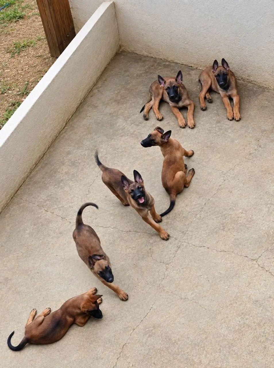 Pastor Belga Malinois - Foto 2