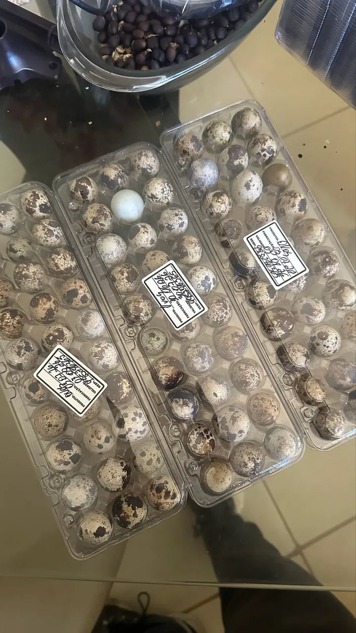 Vendo ovos de codornas para consumo - Foto 3