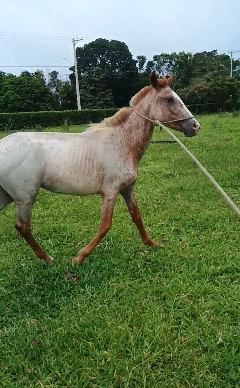 Potro mangalarga lindo - Foto 2