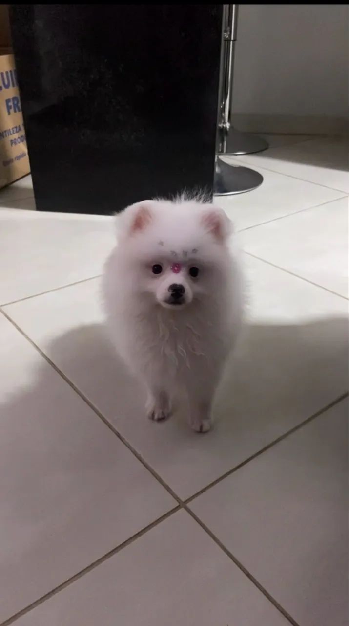 Lulu da pomerania (Spitz Alemão)  - Foto 2