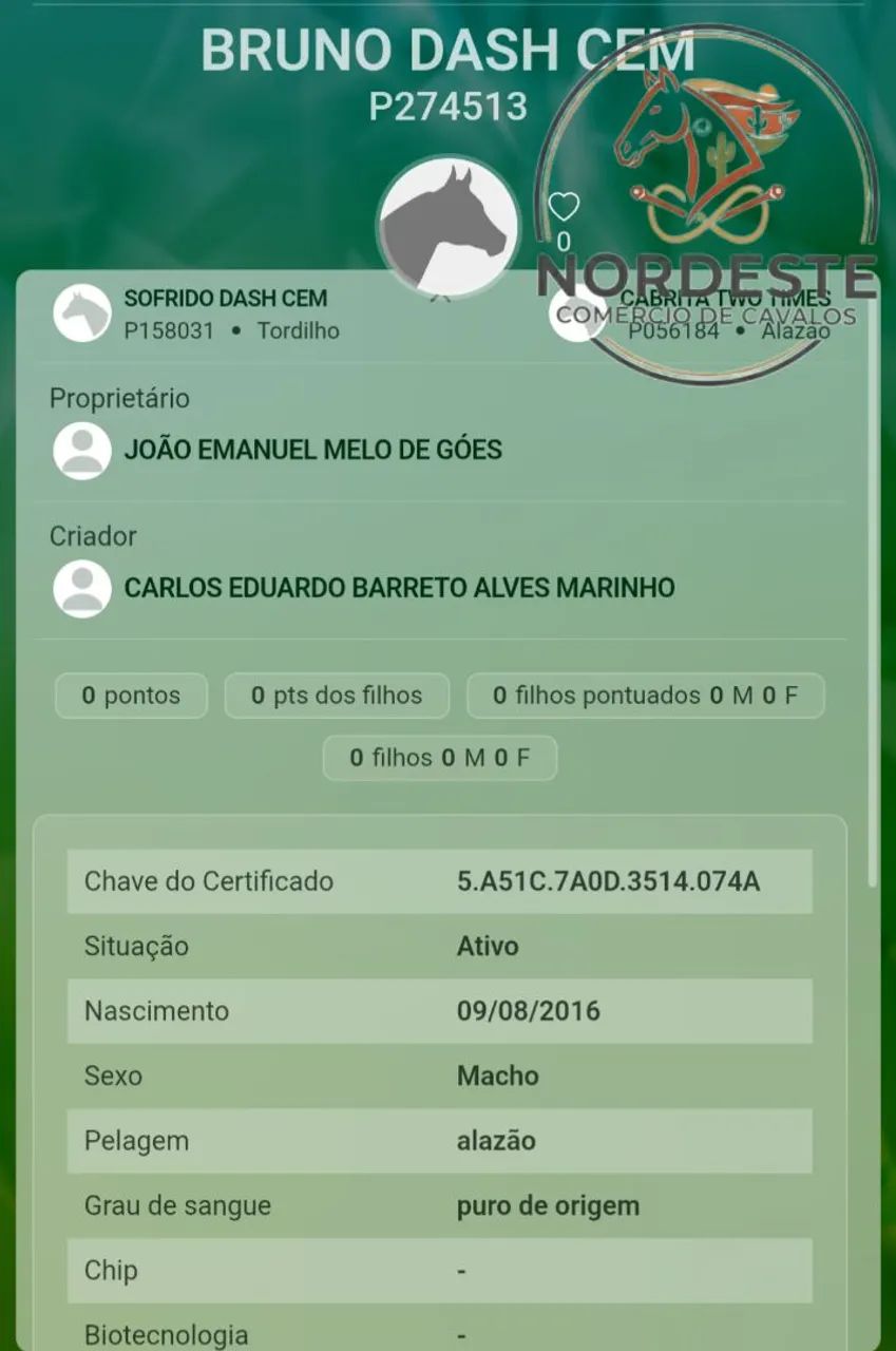 Cavalo de direita puro com documento  - Foto 5