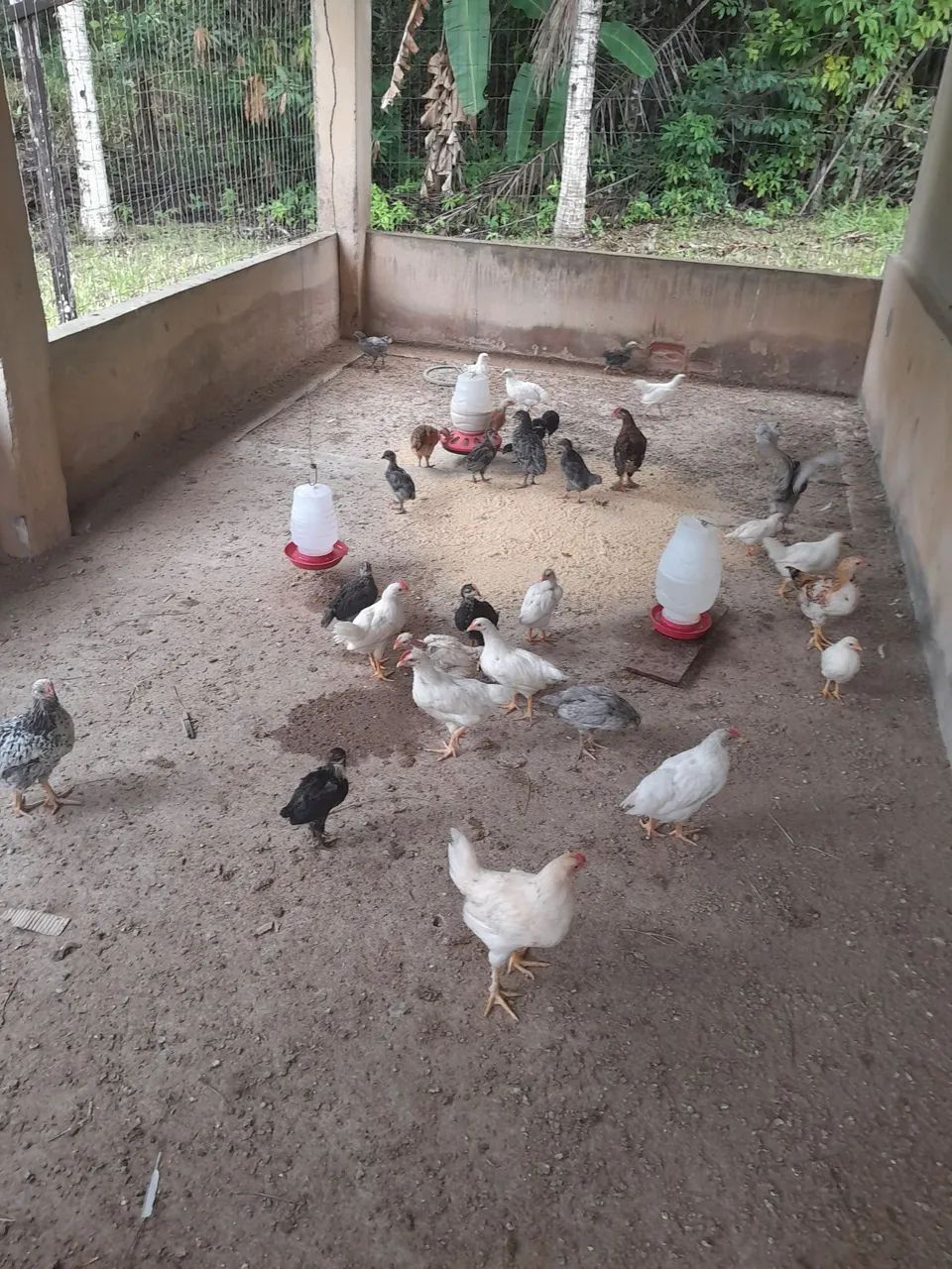 Pintos de galinha poedeira glc