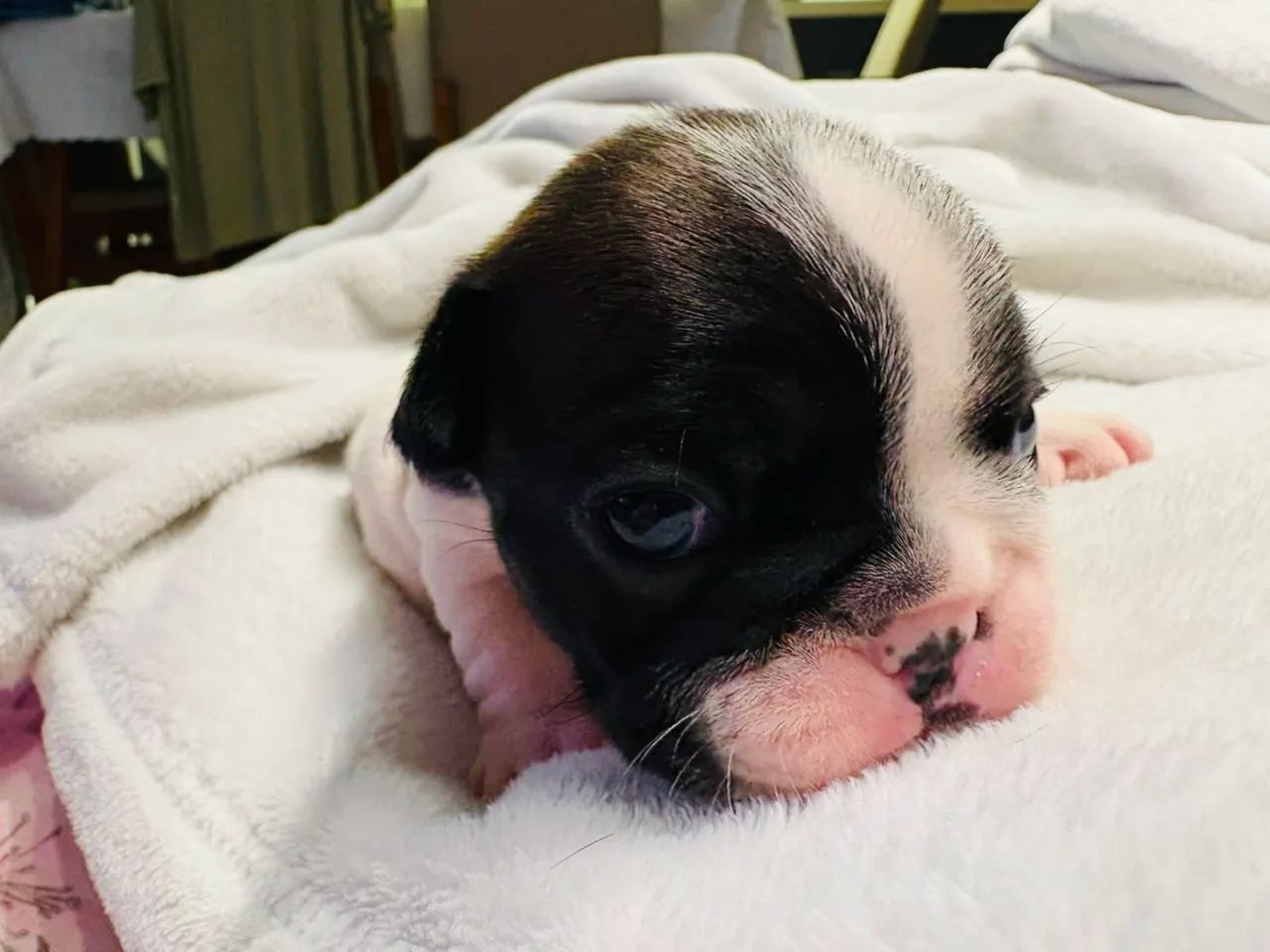 Vendo filhote de buldogue francês  - Foto 3