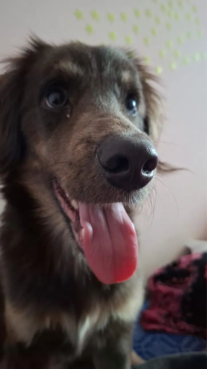 Adoção de um cachorro 