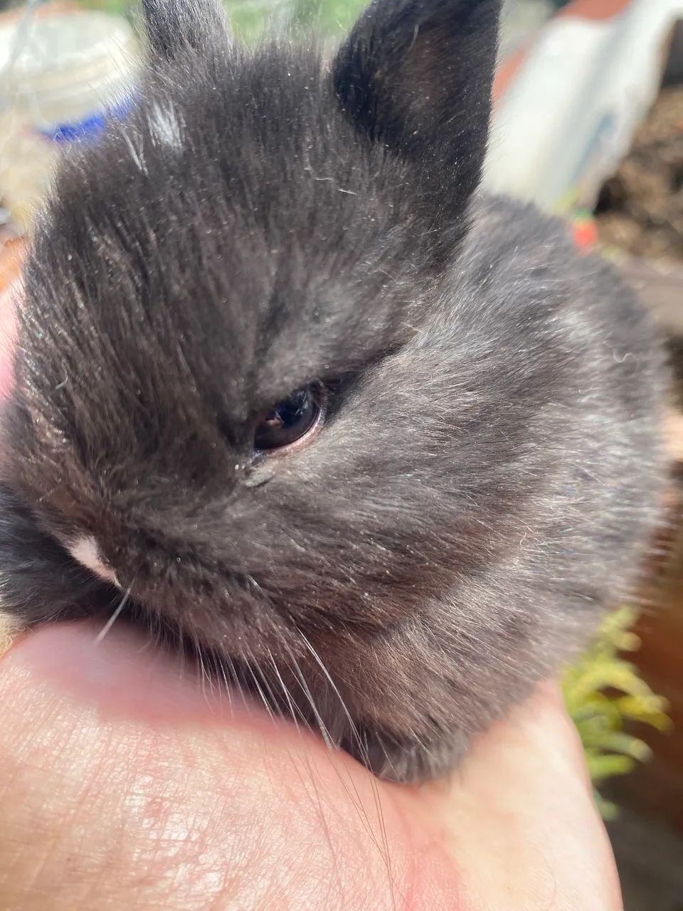 Mini coelho NETHERLAND Dwarf