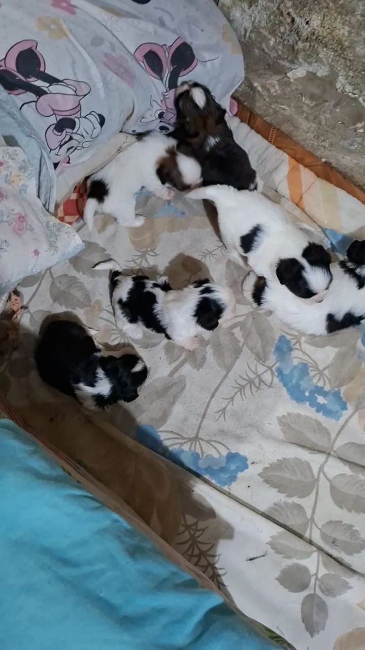 Shitzu  - Foto 3