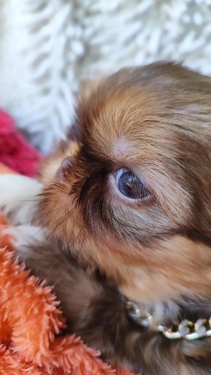 Shih Tzu mageli dogs ? - Foto 3