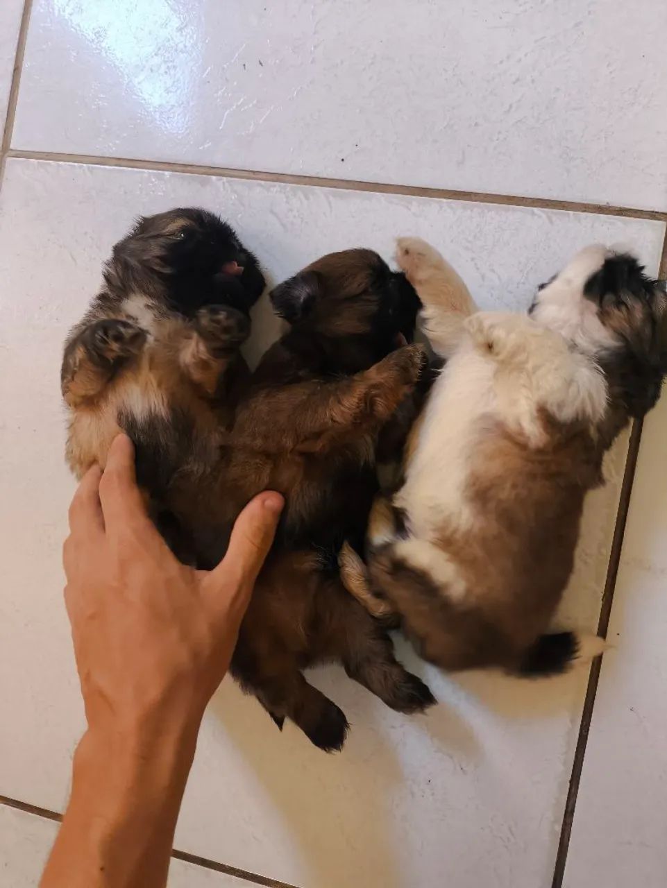Shih tzus  - Foto 3