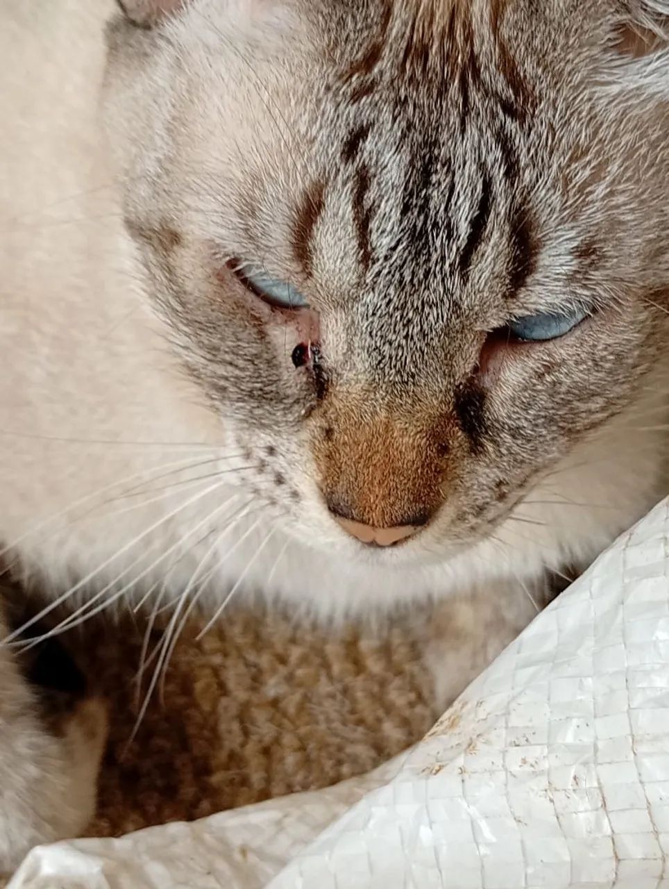 Gato - Foto 2