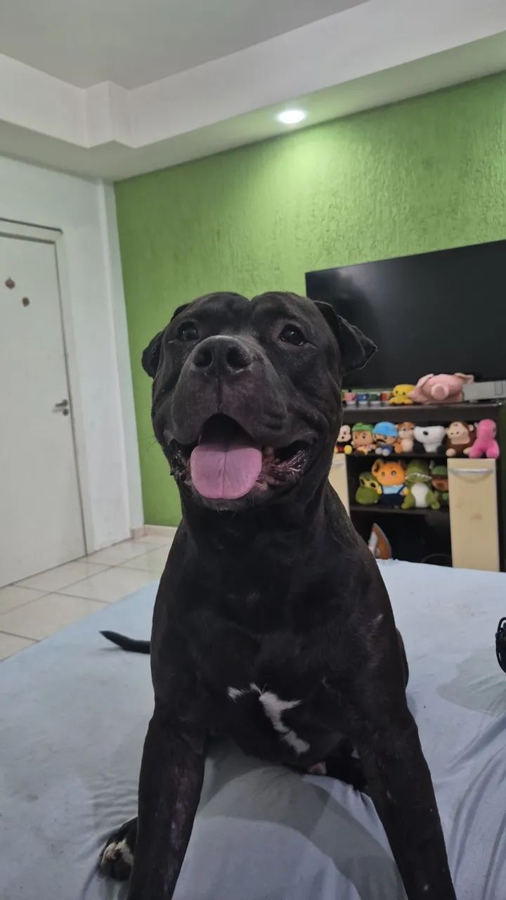 Cachorro Pitbull. - Foto 4