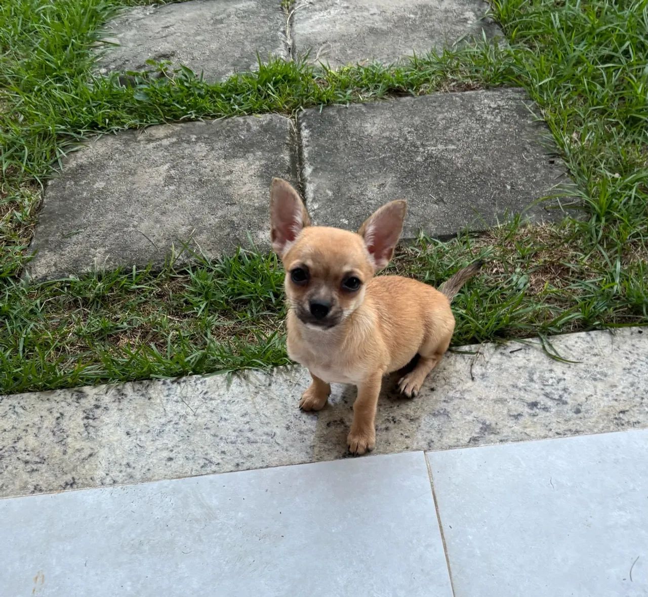 Filhotes de Chihuhua  - Foto 3