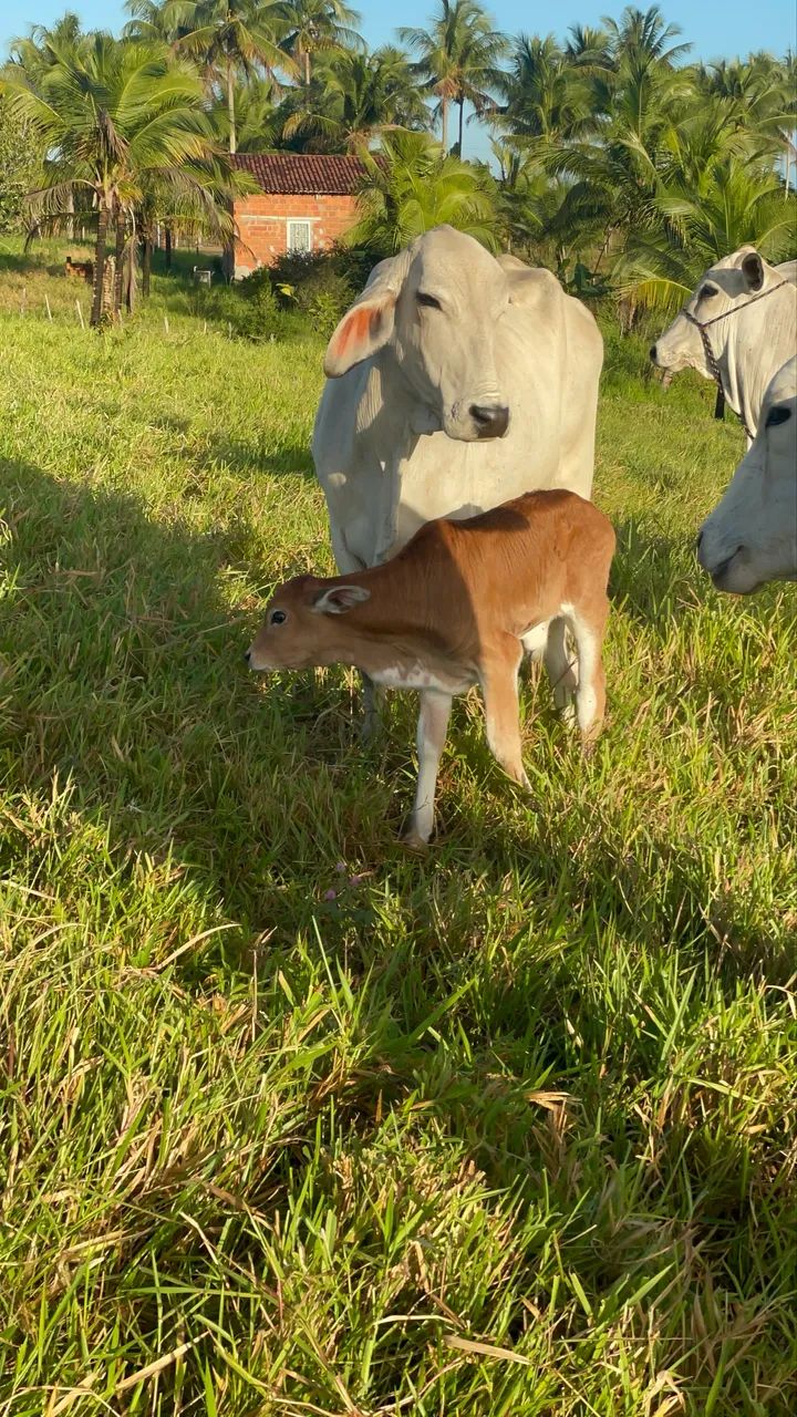 Vaca parida - Foto 5