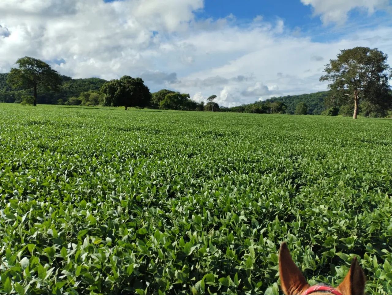 Fazenda à venda Cezarina -Go - Foto 2