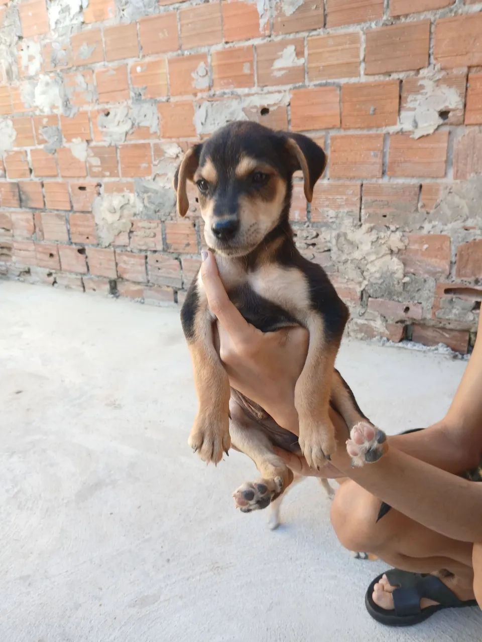 Doação de cachorro - Foto 4