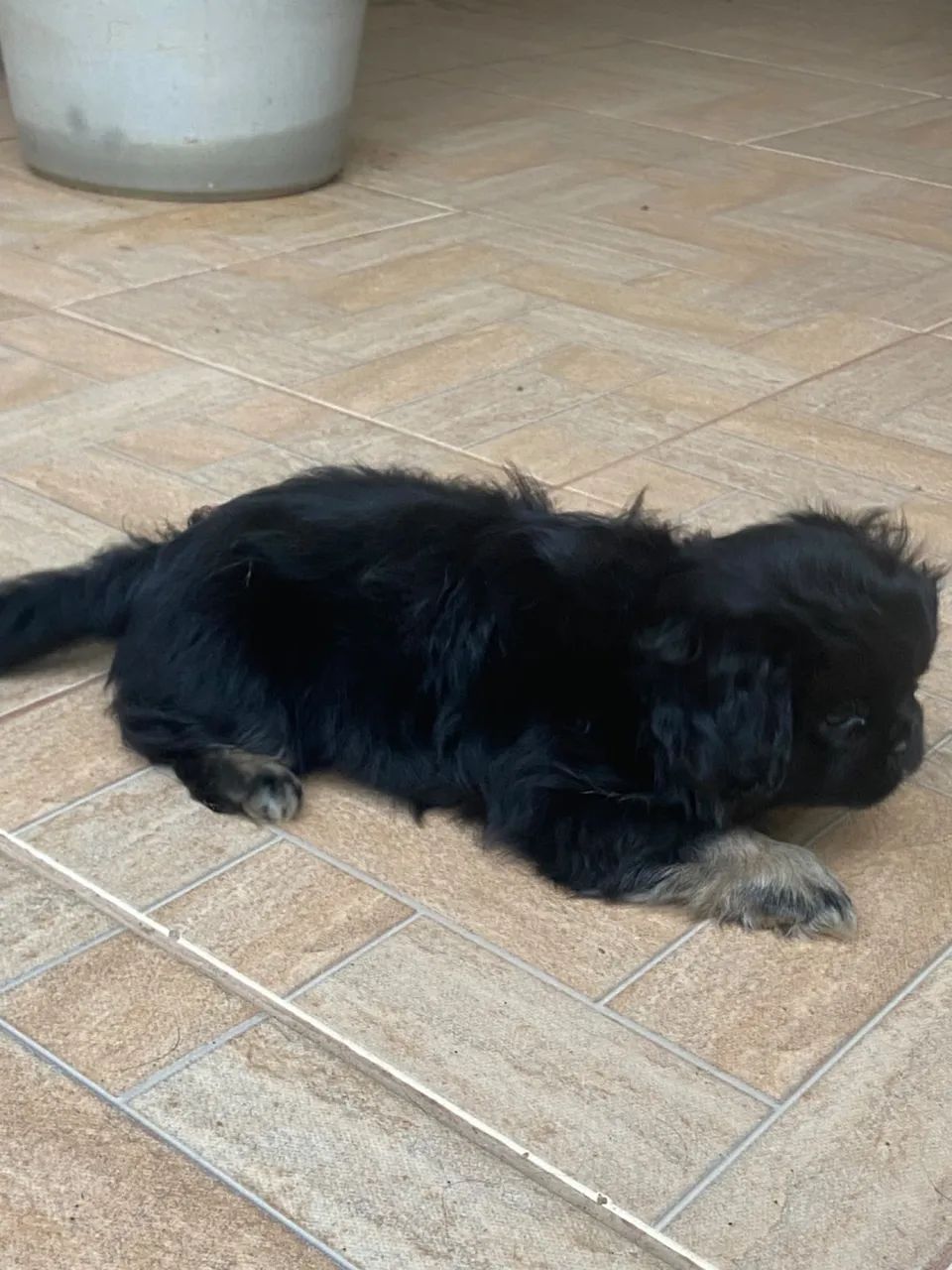 Cachorro - Foto 5