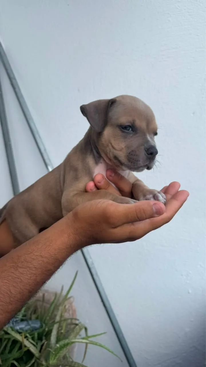 Filhotes de american bully com pitbull  - Foto 2
