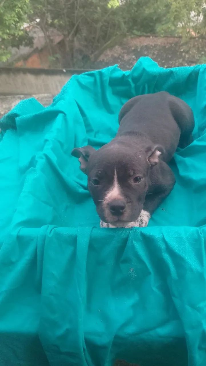 American bully - Foto 5