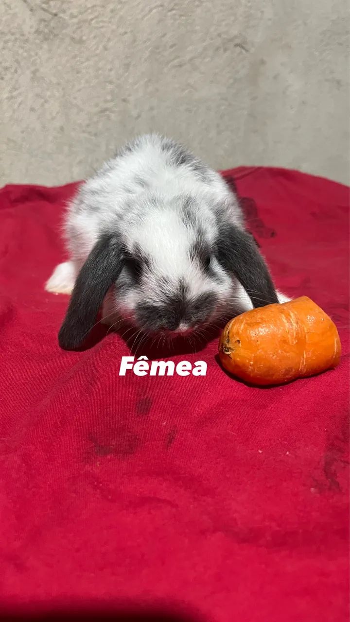 Mini lop - Foto 4