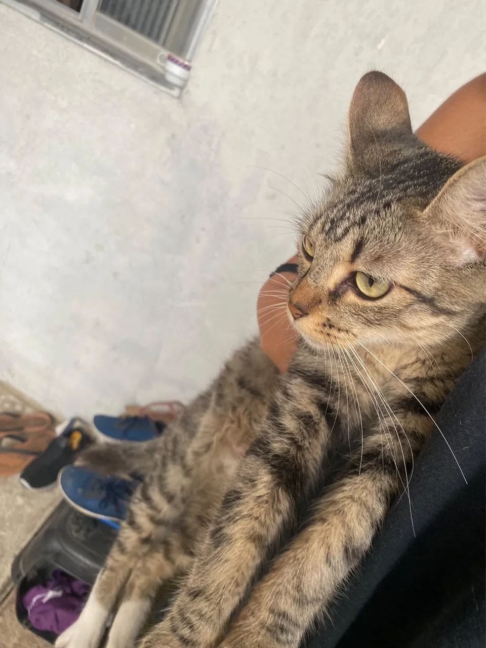 Gatinhos  - Foto 3