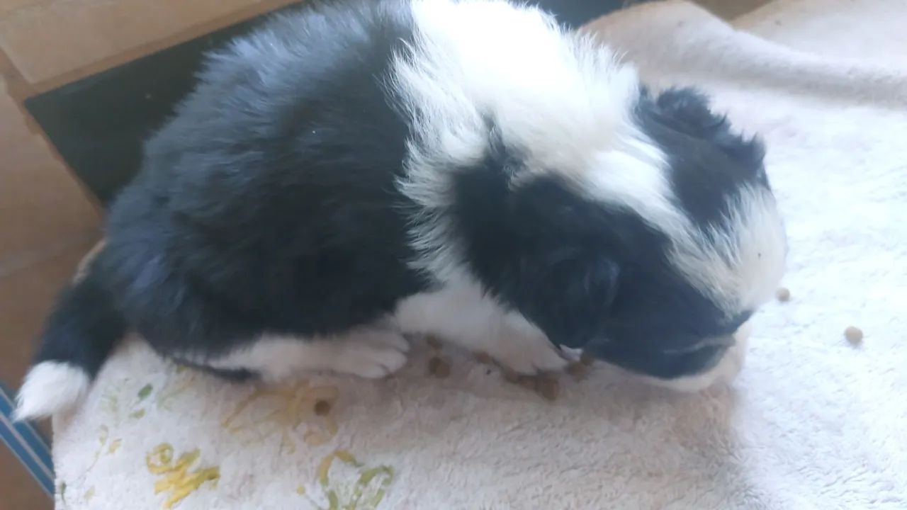 Filhotes de border collie.  - Foto 5