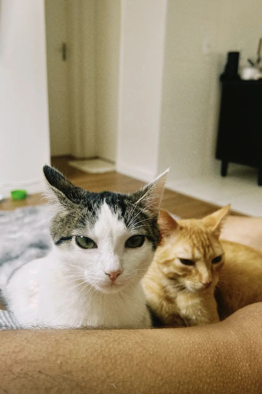 Doa-se gatos  - Foto 4