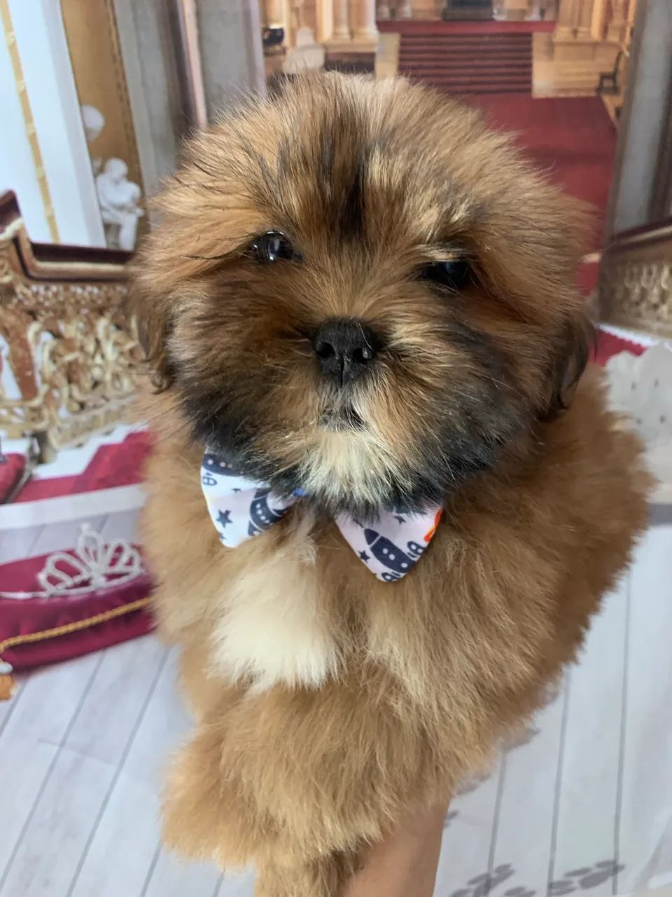 Shihtzu macho