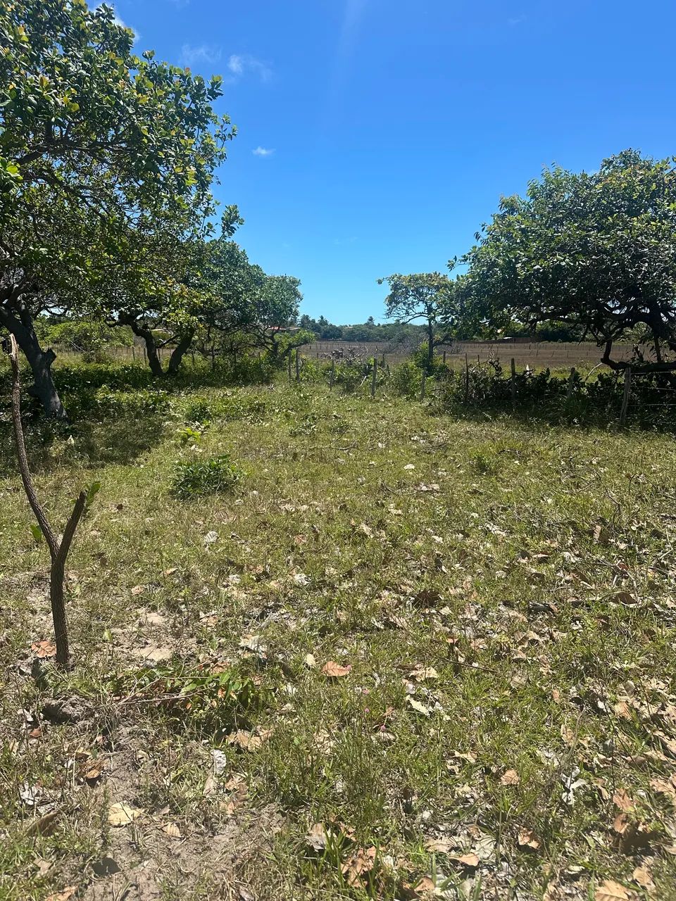 Terreno 10x50 em paracuru