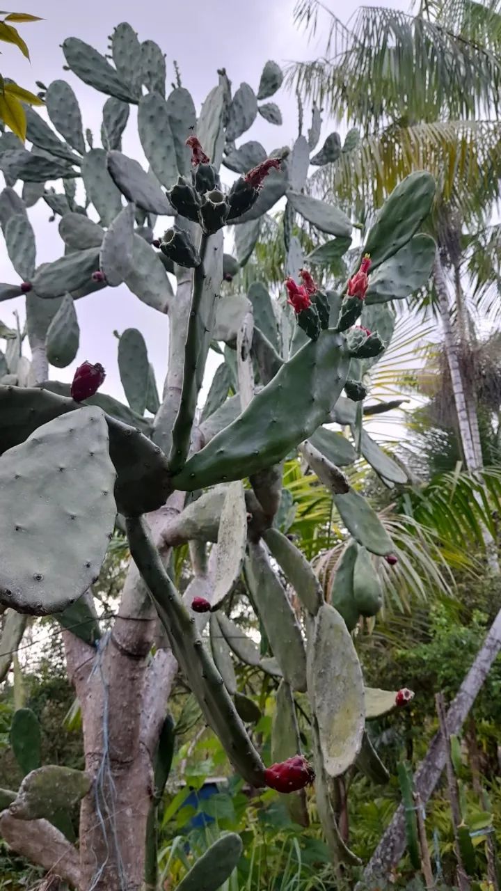 Sítio no Clima bom  - Foto 4