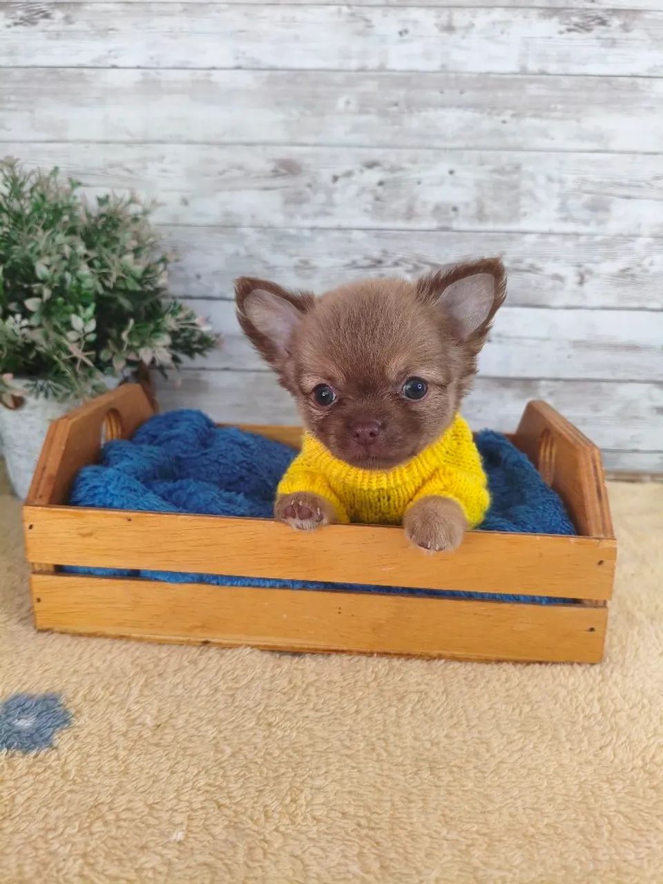 Chihuahua Macho - Foto 4